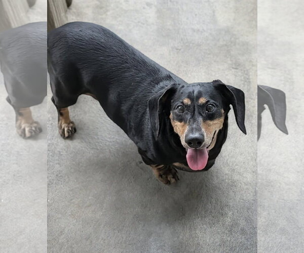 Medium Photo #3 Dachshund-Unknown Mix Puppy For Sale in Oakhurst, NJ, USA