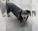 Small #2 Dachshund Mix