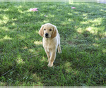 Small #3 Golden Retriever