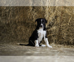 Puppy Surf Border Collie