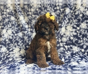Cock-A-Poo Puppy for sale in LAKELAND, FL, USA