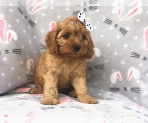 Cocker Spaniel-Poodle (Miniature) Mix Puppy for sale in LAKELAND, FL, USA