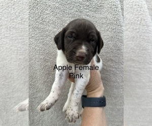 German Shorthaired Pointer Puppy for Sale in GREENVILLE, South Carolina USA