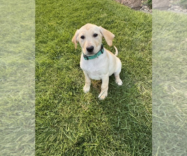 Medium Photo #14 Labrador Retriever Puppy For Sale in CARTER LAKE, IA, USA