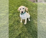 Small #13 Labrador Retriever