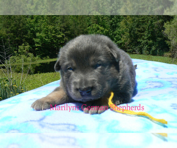 Medium Photo #6 German Shepherd Dog Puppy For Sale in PIEDMONT, MO, USA