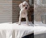 Small Photo #9 Boxer Puppy For Sale in GOSHEN, IN, USA