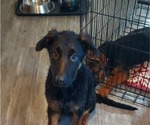 Small Photo #3 German Shepherd Dog Puppy For Sale in O FALLON, IL, USA