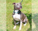 Small #8 American Pit Bull Terrier