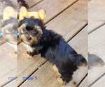 Small #8 Yorkshire Terrier