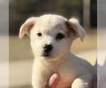Small Labrador Retriever Mix