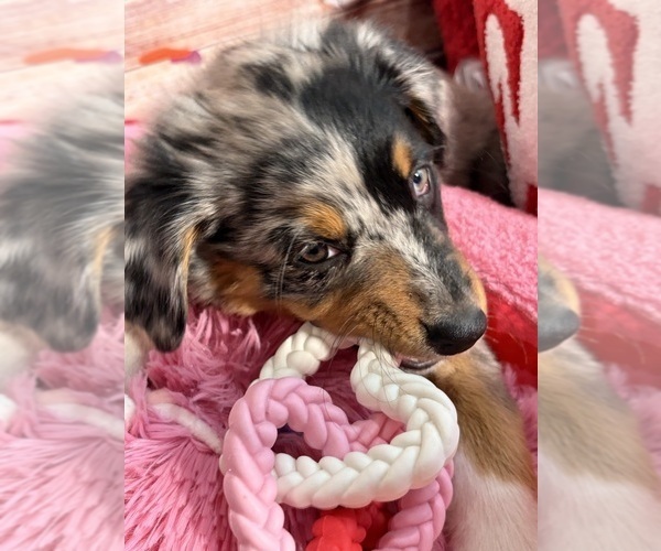 Medium Photo #29 Australian Shepherd Puppy For Sale in NEW BRAUNFELS, TX, USA