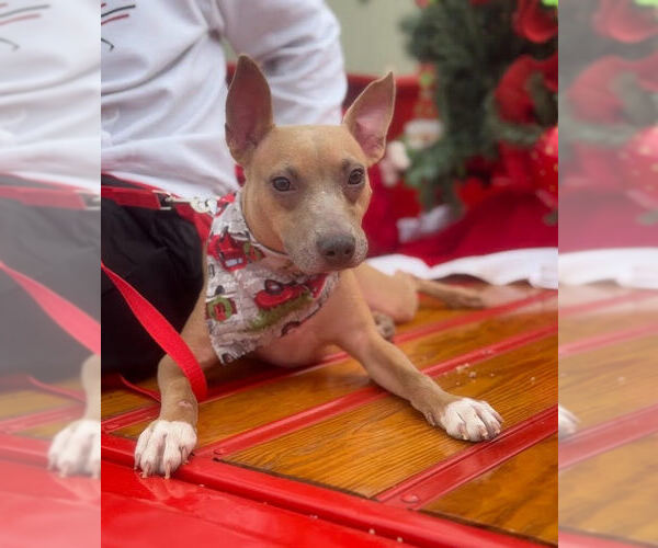 Medium Photo #4 American Pit Bull Terrier-Unknown Mix Puppy For Sale in Oakhurst, NJ, USA