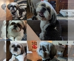Small Photo #1 Shih Tzu Puppy For Sale in ATWATER, CA, USA