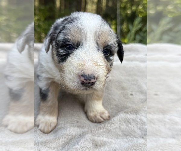 Medium Photo #5 Border Collie Puppy For Sale in MOSIER, OR, USA