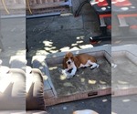 Small Photo #7 Basset Hound Puppy For Sale in BUENA PARK, CA, USA