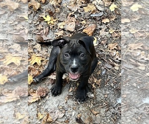 American Bully Dog for Adoption in PHILA, Pennsylvania USA