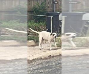 American Staffordshire Terrier-Unknown Mix Dogs for adoption in San Antonio, TX, USA