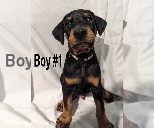 Medium Photo #1 Doberman Pinscher Puppy For Sale in FLINT, TX, USA