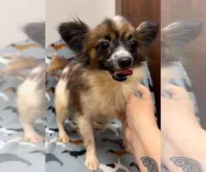 Papillon Dogs for adoption in Weston, FL, USA