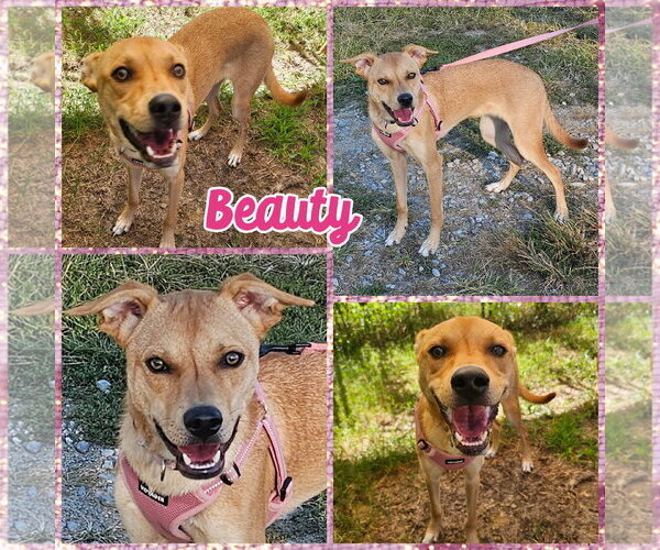 Medium Photo #3 Mutt Puppy For Sale in Blacksburg, SC, USA