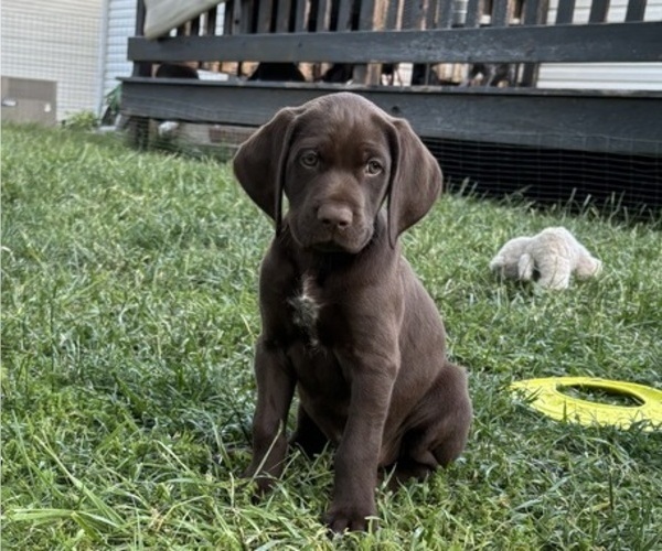 Medium Photo #11 German Shorthaired Pointer Puppy For Sale in FRANKLIN, KY, USA