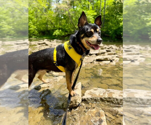 Medium Photo #3 Mutt Puppy For Sale in Aurora, IN, USA