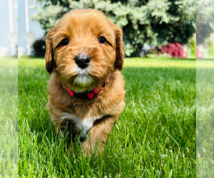 Australian Labradoodle Litter for sale in MOSES LAKE, WA, USA