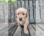 Puppy AKC Daisy Golden Retriever