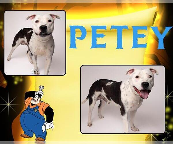 Medium Photo #1 Mutt Puppy For Sale in Pearland, TX, USA