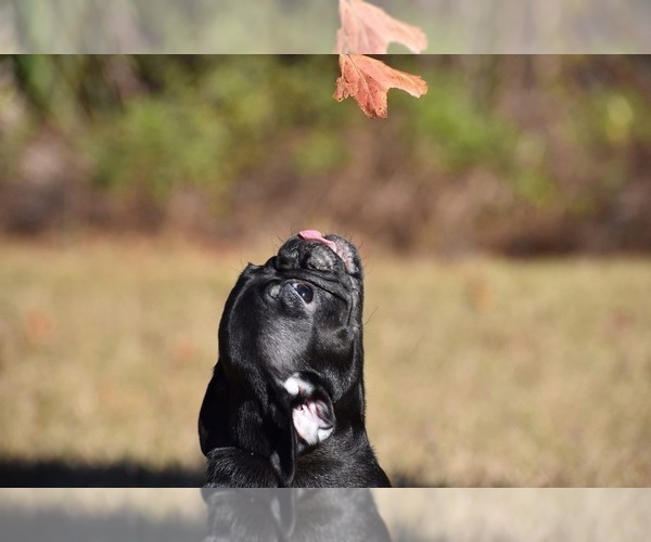 Medium Photo #2 Pug Puppy For Sale in PALM COAST, FL, USA