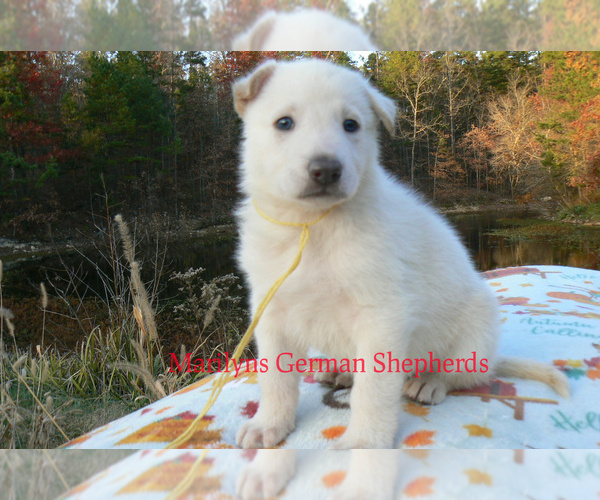 Medium Photo #1 German Shepherd Dog Puppy For Sale in PIEDMONT, MO, USA