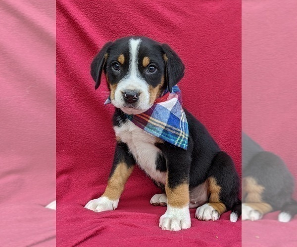 Medium Photo #5 Greater Swiss Mountain Dog Puppy For Sale in AIRVILLE, PA, USA