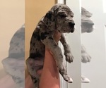 Small Photo #3 Great Dane Puppy For Sale in UNICOI, TN, USA