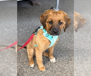 Colonial Cocker Spaniel-Unknown Mix Dogs for adoption in Bellevue, WA, USA