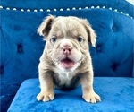 Small Photo #6 English Bulldog Puppy For Sale in MENLO PARK, CA, USA