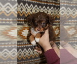 Small Photo #19 Miniature Australian Shepherd Puppy For Sale in ADAIR VILLAGE, OR, USA