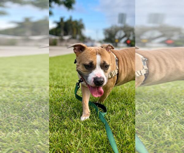 Medium Photo #4 Staffordshire Bull Terrier Puppy For Sale in Pompano Beach , FL, USA