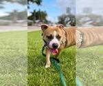 Small #3 Staffordshire Bull Terrier