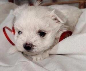 Maltese Puppy for sale in NEW YORK, NY, USA