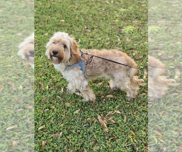 Medium Photo #7 Goldendoodle Puppy For Sale in ORLANDO, FL, USA