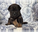 Small #1 Cane Corso