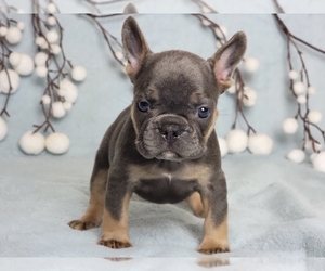 French Bulldog Puppy for sale in NEW YORK, NY, USA