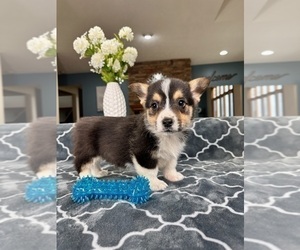 Pembroke Welsh Corgi Puppy for sale in GREENFIELD, IN, USA