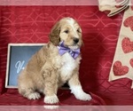 Small #2 Goldendoodle