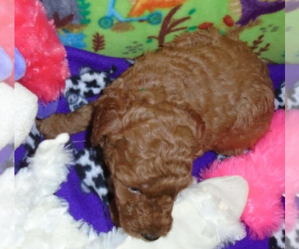 Medium Photo #3 Poodle (Standard) Puppy For Sale in CLATSKANIE, OR, USA