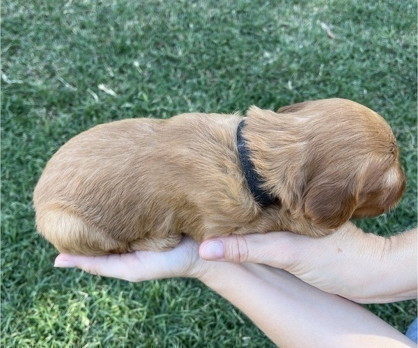 Medium Photo #12 Goldendoodle Puppy For Sale in MODESTO, CA, USA