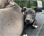 Small #1 American Pit Bull Terrier-Labrador Retriever Mix