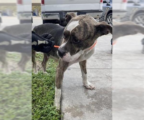 Medium Photo #1 Staffordshire Bull Terrier Puppy For Sale in Houston, TX, USA