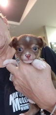 Chihuahua Puppy for sale in ARLINGTON, WA, USA